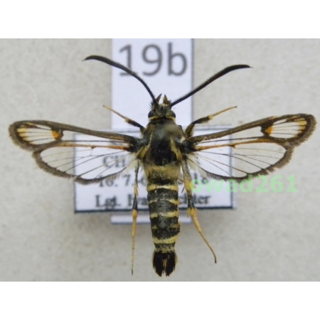 Bembecia ichneumoniformis (Denis & Schiffermüller, 1775) Przeziernik sześciopręgi Slovakia19b